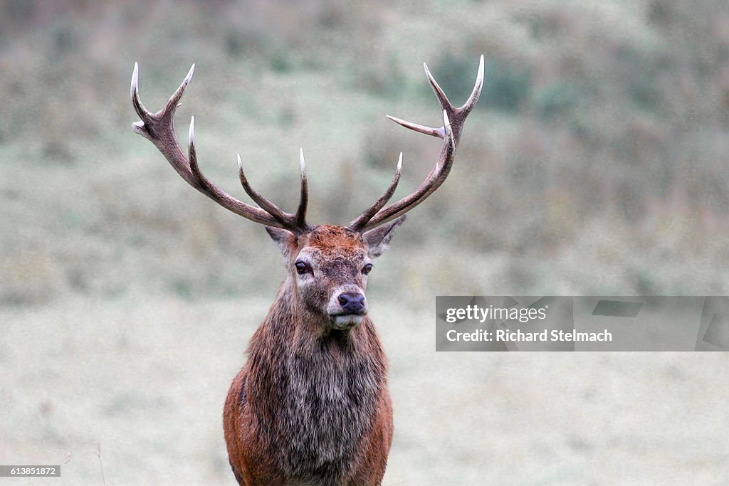 Red Deer Stag, Perthshire, Scotland