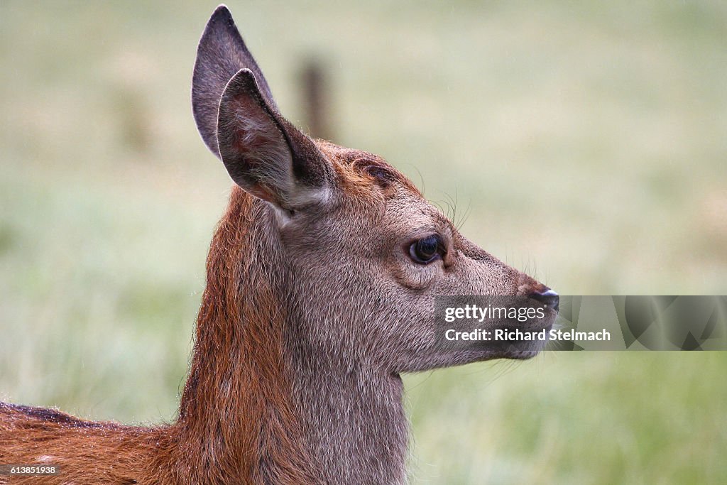 Fawn, Red Deer, Scotland