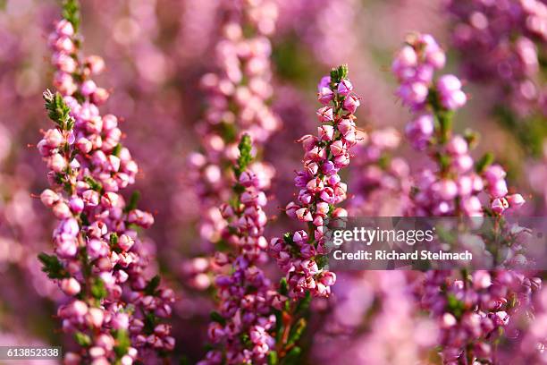 scottish highland heather - heather stock-fotos und bilder