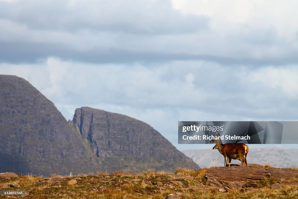 Red Deer Hind with Fawn, Mother and Baby - with Scottish Mountain Backdrop, on Stac Pollaidh