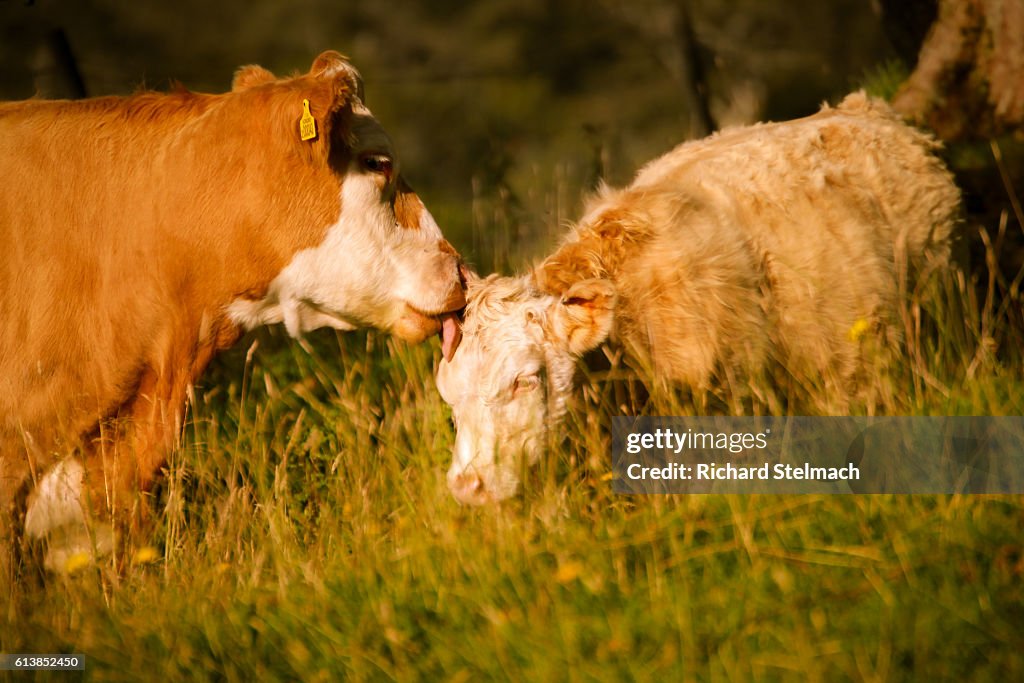 Cow and Calf lit by Autumnal Setting Sun