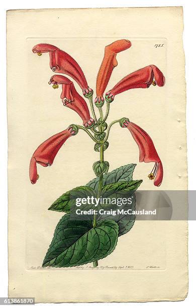 25点のグロキシニアイラスト素材 Getty Images 25点のグロキシニアイラスト素材 Getty Images