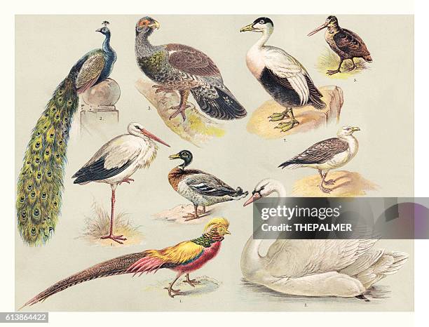 birds illustration 1888 - peacock stock illustrations