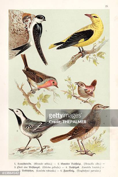 ilustrações, clipart, desenhos animados e ícones de ilustração de pássaros 1888 - papafigo