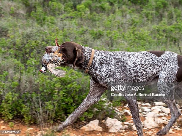 hunting dog with a partridge in the mouth, (german shorthaired pointer) - animal mouth stock pictures, royalty-free photos & images