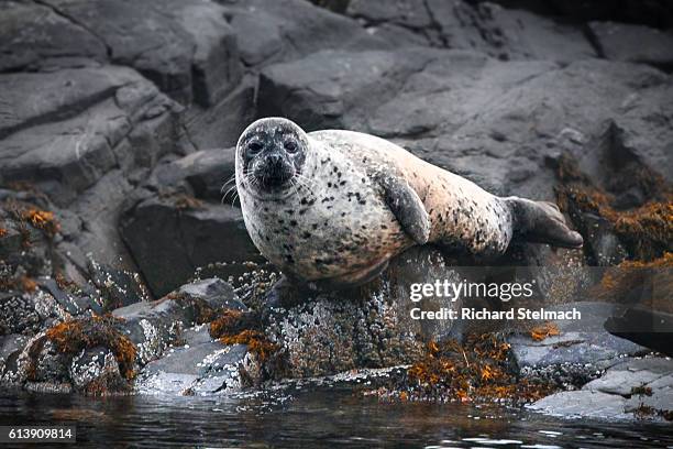 harbour seal sat on a rock in the bay of plockton, scotland - wester ross stockfoto's en -beelden