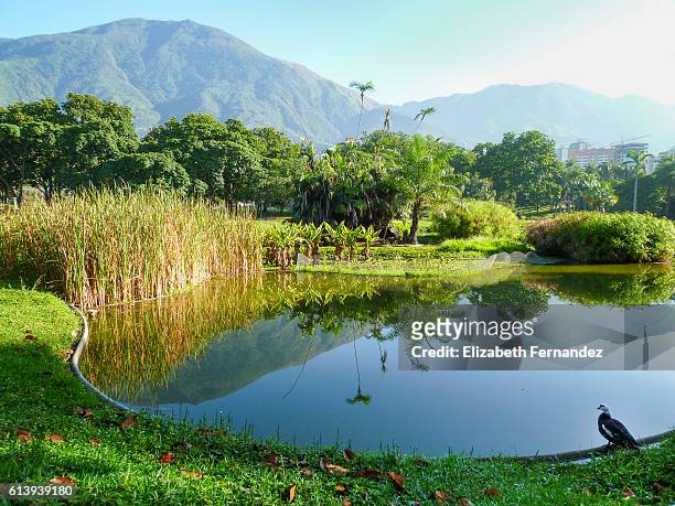 caracas landscape, parque del este. - caracas venezuela fotografías e imágenes de stock