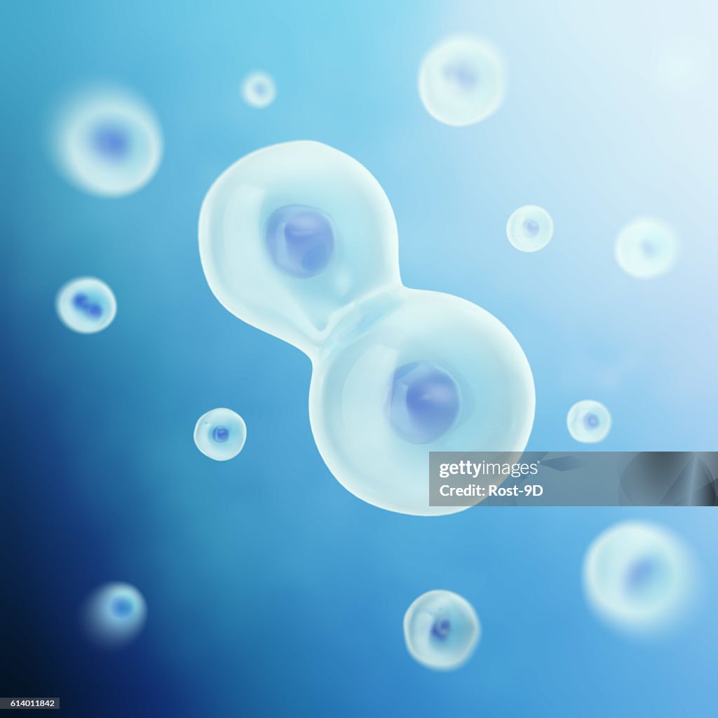 Human Cell Animal Divides Into Two Cells Medicine Scientific Life High ...
