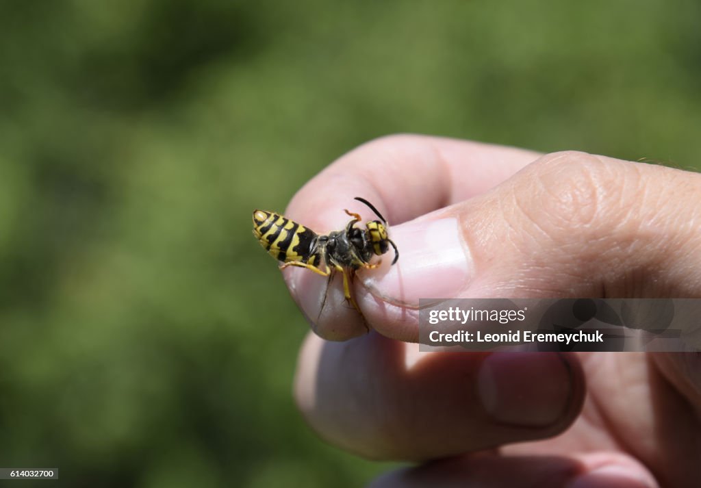 Pinched Insect Common Wasp On Pinched Fingers High-Res Stock Photo - Getty Images