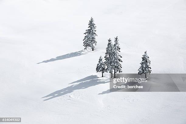 kiefern auf weißem feld - baum schnee stock-fotos und bilder