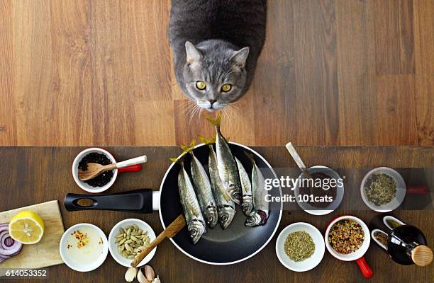 thief cat looking fishes on the frying pan - omega 3 fish stock pictures, royalty-free photos & images