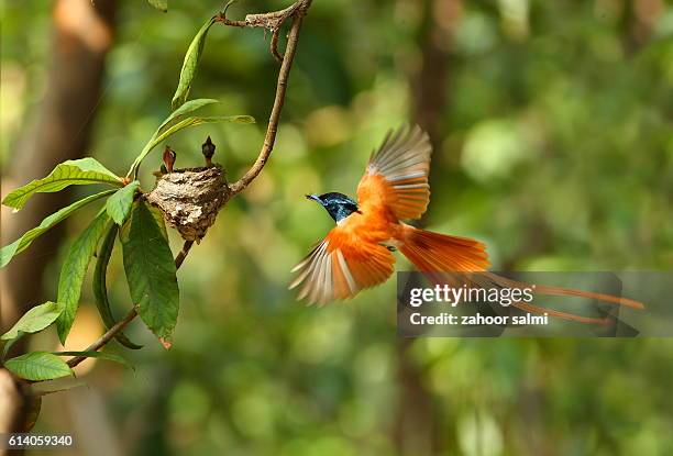 paradise flycatcher - eutrichomyias rowleyi stock pictures, royalty-free photos & images