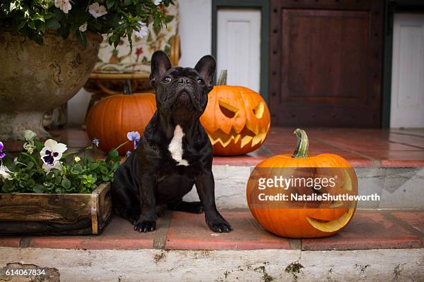 french bulldog puppy halloween - halloween dog stock pictures, royalty-free photos & images