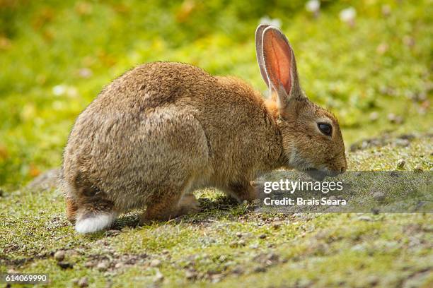 British Brown Rabbit 4,218 Brown Rabbit Stock Photos, High-Res Pictures, and Images - Getty ...