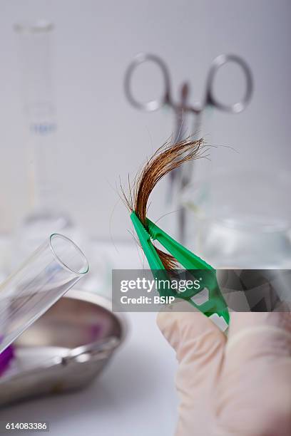 Hair Samples Lab 825 Hair Analysis Stock Photos, High-Res Pictures, and Images - Getty ...