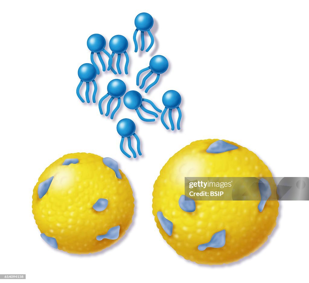 Lipoprotein, illustration