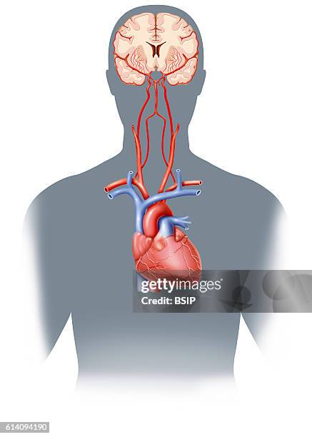 Illustration of cerebral vascularisation highlighting the circle of Willis, the arterial circle which irrigates the brain. This arterial...