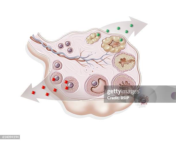 Illustration of an ovary with the secretion of progesterone by the corpus leteum, the secretion of oestrogen by the follicles, and ovulation.