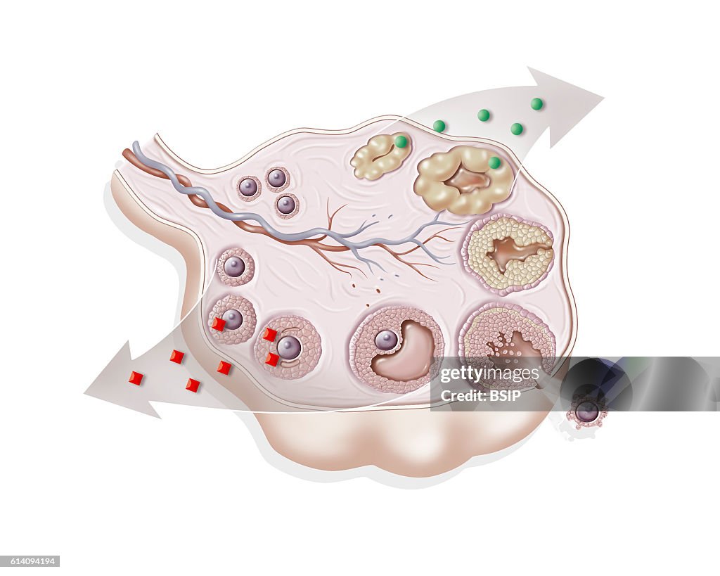 Ovarian cycle, drawing