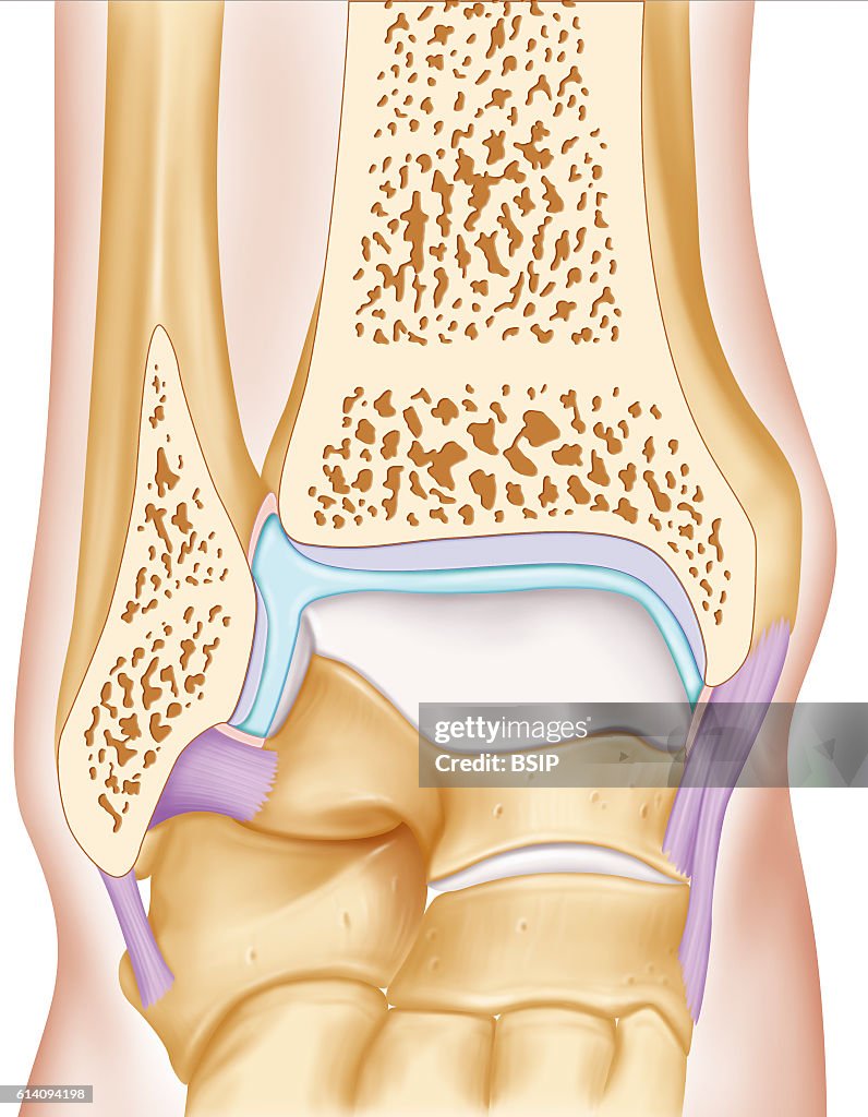 Ankle drawing