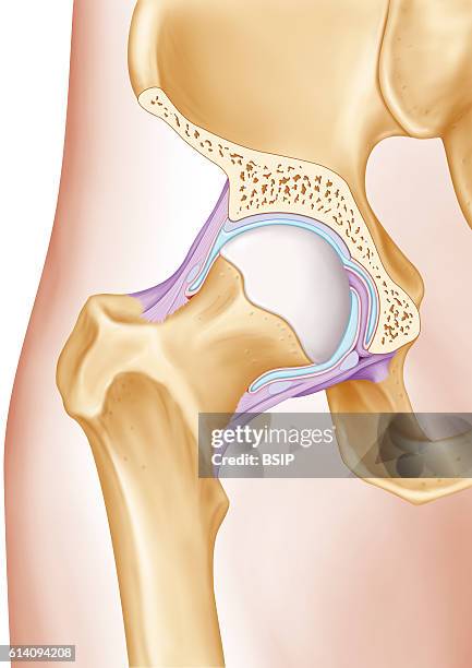 Illustration of the hip joint. The two joint surfaces are visible, the pelvic joint cavity and the femur proximal epiphysis . The articular capsule...