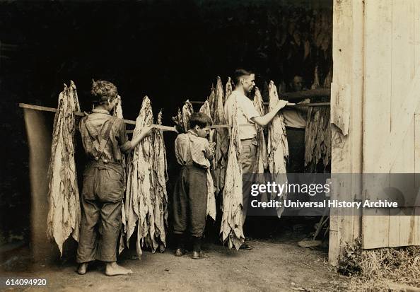 Two Young Boys Helping to House Tobacco in Barn, Hedges Station, Kentucky, USA, circa 1916