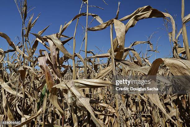 agriculture field with dried corn stalks - day of the dead festival stock-fotos und bilder