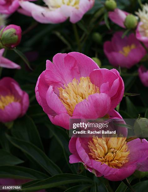 pink peonies - chinese peony imagens e fotografias de stock