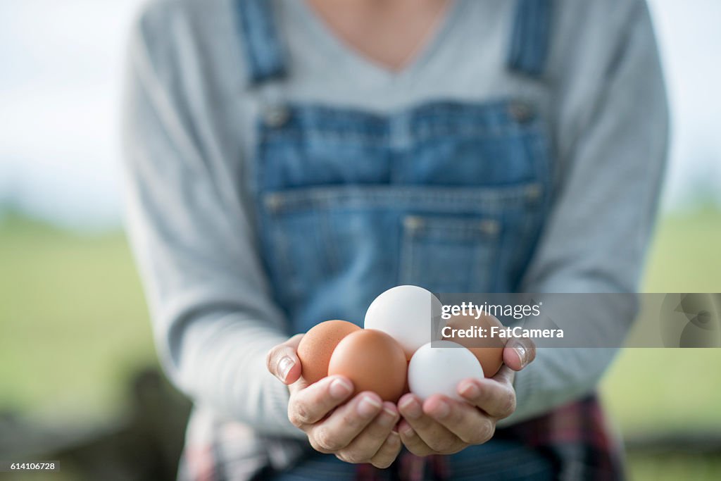 Fresh Eggs