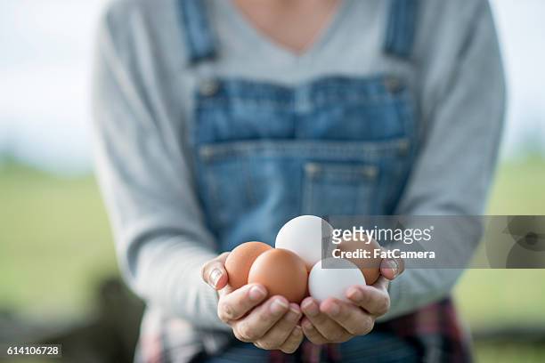 ovos frescos preparado na hora - ave doméstica - fotografias e filmes do acervo