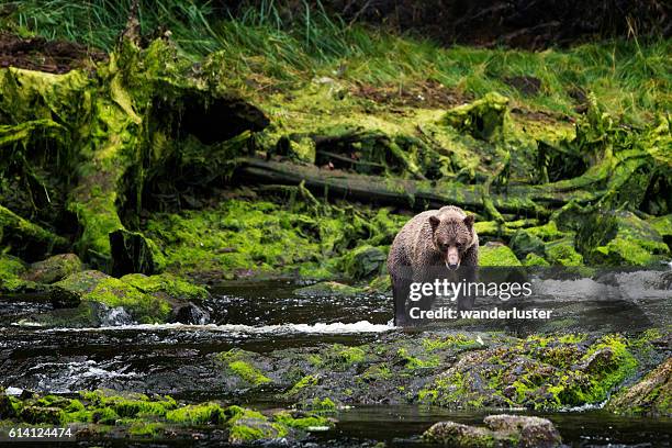 grizzly nähert sich vom moosigen flussufer - bears stock-fotos und bilder