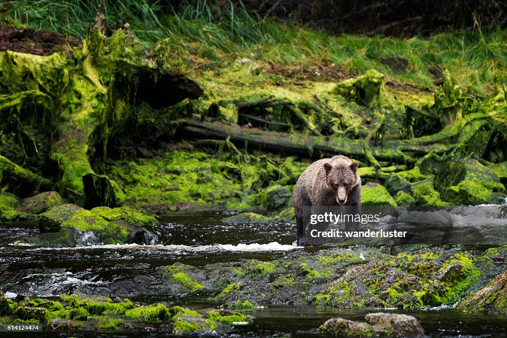 Grizzly approaches from mossy riverbank