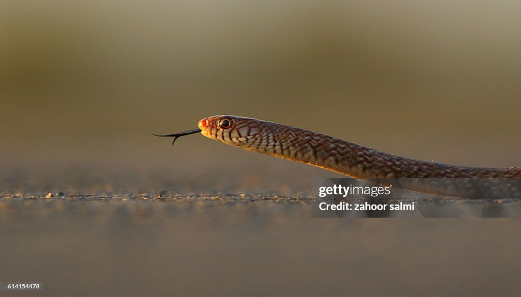 Keelback Snake
