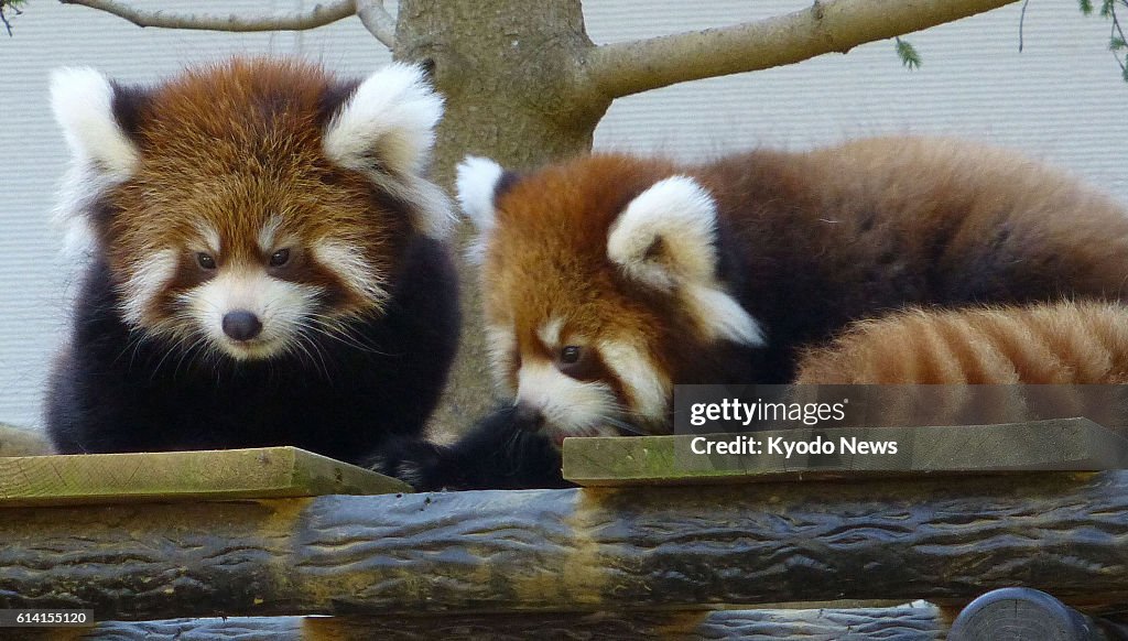 Grandchildren of famous lesser panda