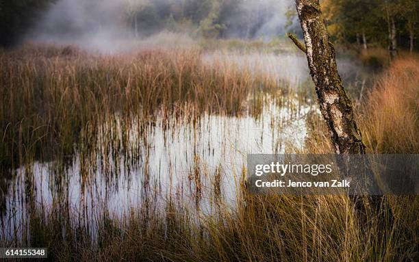 natural fen and birch - jenco stockfoto's en -beelden