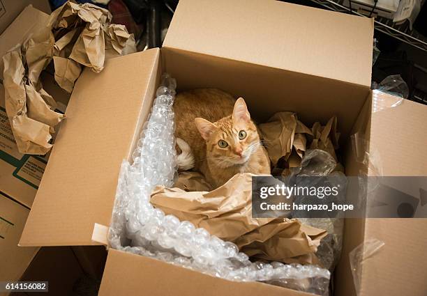 cat in a moving box. - cat box foto e immagini stock