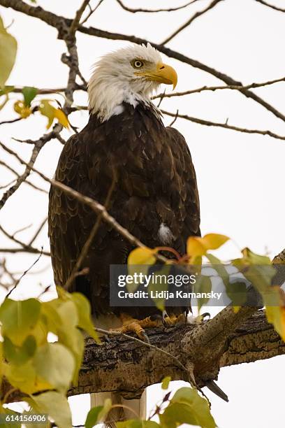 bald eagle - methow valley stock pictures, royalty-free photos & images