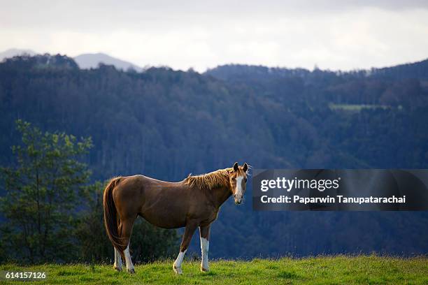 house in action - australian light horse stock pictures, royalty-free photos & images