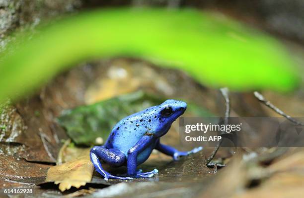 Dyeing poison frog sits in its terrarium in Magdeburg, eastern Germany, on October 12, 2016. / AFP / ZB AND dpa / Peter Gercke / Germany OUT