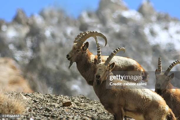 ibex - markhor stock-fotos und bilder