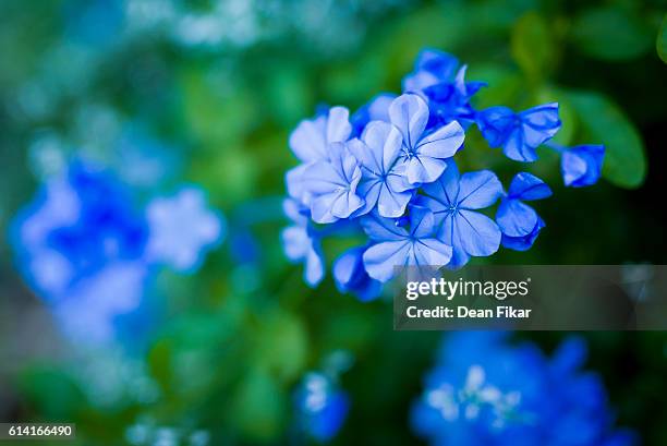 plumbago cluster - us botanic garden stock-fotos und bilder