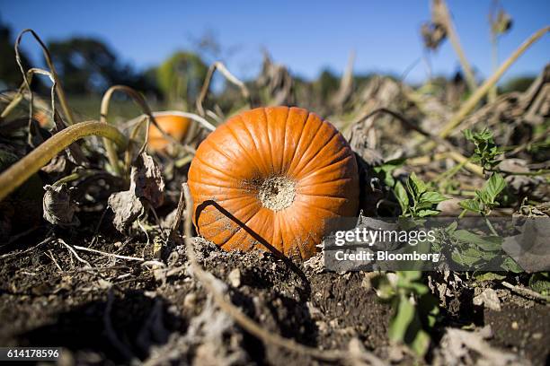 Pumpkin sits in a pumpkin patch at Cucurbit Farm in Acton, Massachusetts, U.S., on Tuesday, Oct. 11, 2016. The drought in the U.S. Northeast is the...