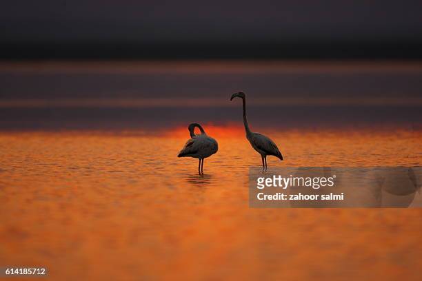 greater flamingo - markhor stock-fotos und bilder