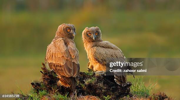 dusky eagle owl - markhor stock-fotos und bilder