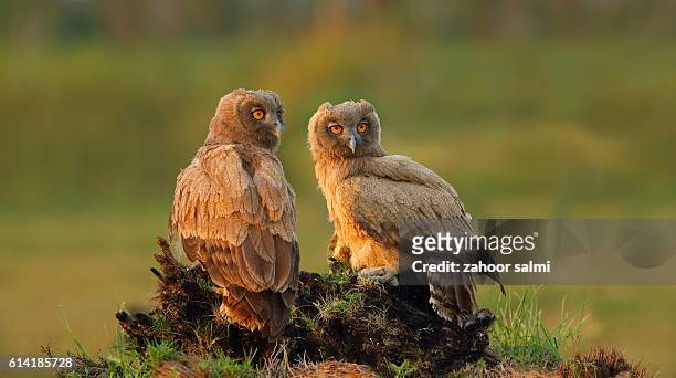 dusky eagle owl - markhor 個照片及圖片檔