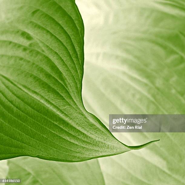 elegant close-up of green hosta leaves showing graceful lines in square format - nature shallow depth of field stock pictures, royalty-free photos & images