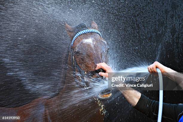 Hauraki from the Godolphin stable enjoys a wash after a trackwork session at Moonee Valley Racecourse on October 13, 2016 in Melbourne, Australia.