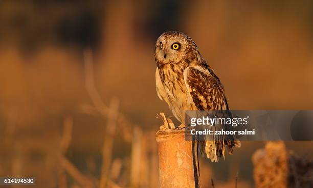 short eared owl - markhor 個照片及圖片檔