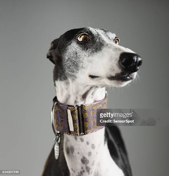 porträt eines windhundhundes - greyhound hunderasse stock-fotos und bilder