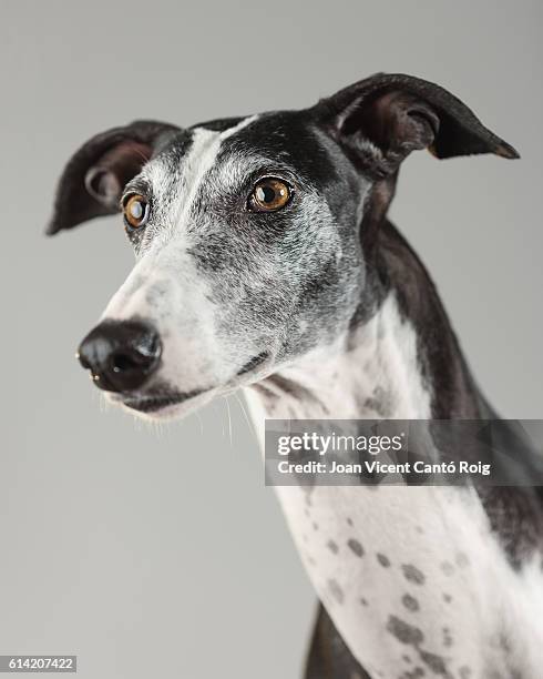 portrait of a greyhound dog - greyhound stock pictures, royalty-free photos & images